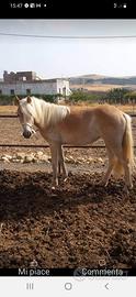 Puledro haflinger 2 Anni