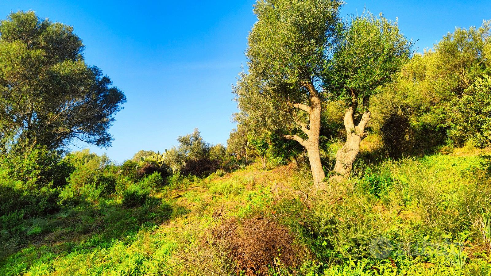 Terreno agricolo con scorcio vista mare a Palau - Vista 5