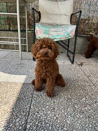 Barboncino Toy per monta