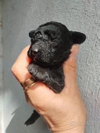 Barboncini nani/Toy Mismark