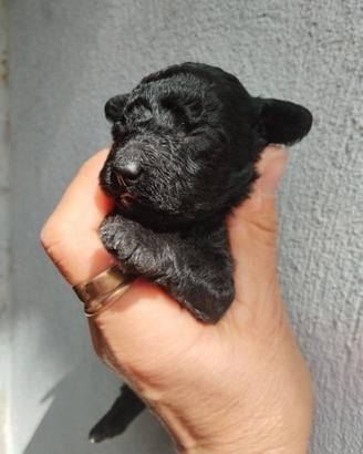 Barboncini nani/Toy Mismark