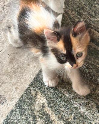 gattina persiana