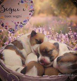 Jack Russell terrier