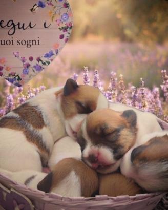 Jack Russell terrier
