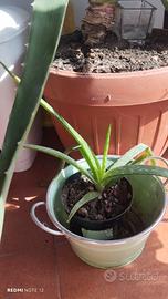 aloe Vera pianta 