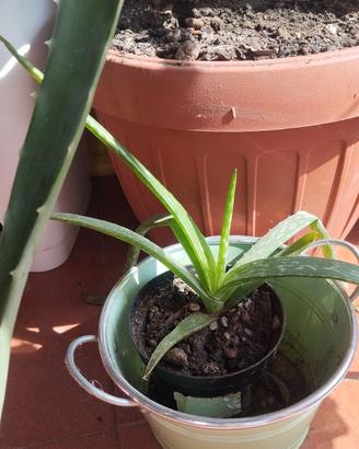 aloe Vera pianta 