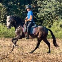 Cavallo PRE 3 anni 1,72 stallone impressionante