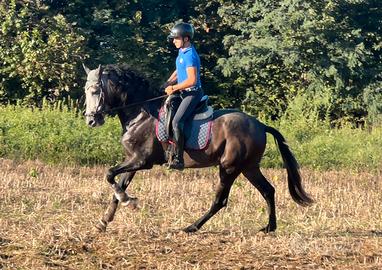 Cavallo PRE 3 anni 1,72 stallone impressionante