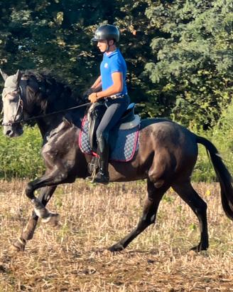 Cavallo PRE 3 anni 1,72 stallone impressionante