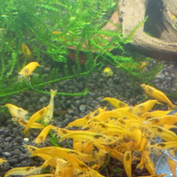 Neocaridine davidi Yellow