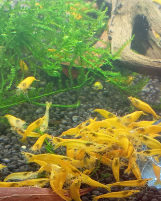 Neocaridine davidi Yellow