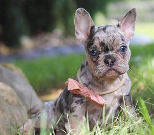 Cucciolo bulldog Francesi maschi e femmine merle