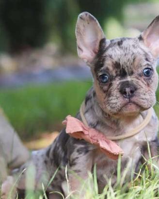 Cucciolo bulldog Francesi maschi e femmine merle