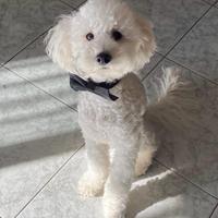 Barboncino per accoppiamento