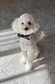 Barboncino per accoppiamento