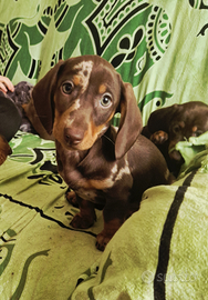 Ultimo cucciolo di bassotto