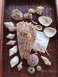 lotto di conchiglie di mare naturali 