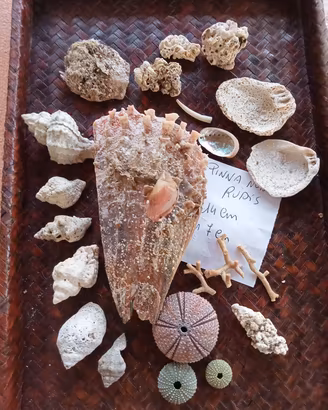 lotto di conchiglie di mare naturali 