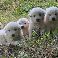 Cuccioli simil pastore abbruzzese