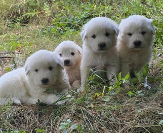 Cuccioli simil pastore abbruzzese