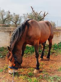 Cavallo Puledro Tpr