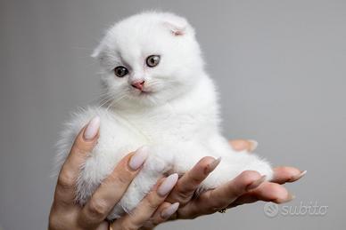 Gattini Scottish fold e striker