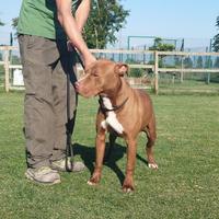 Teo pitbull in adozione