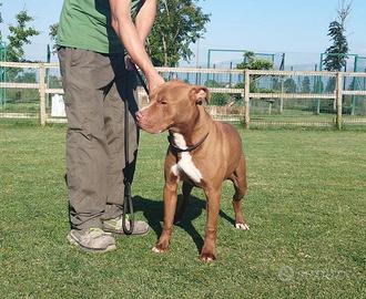 Teo pitbull in adozione