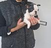boston-terrier