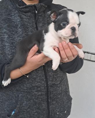 Boston terrier