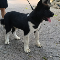 Cuccioli Akita Americano