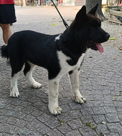 Cuccioli Akita Americano