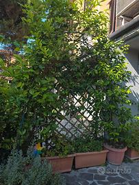 limoni di 3 metri 
