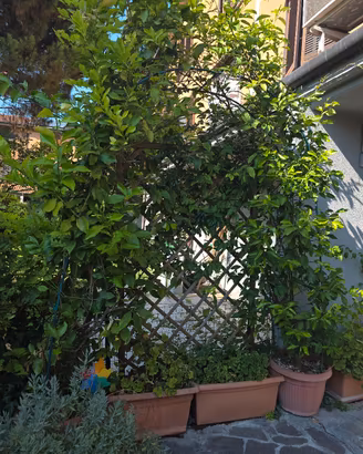 limoni di 3 metri 