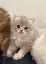 Cuccioli di British