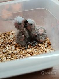 Pappagalli allevati a mano