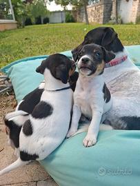 Cuccioli di jack russel