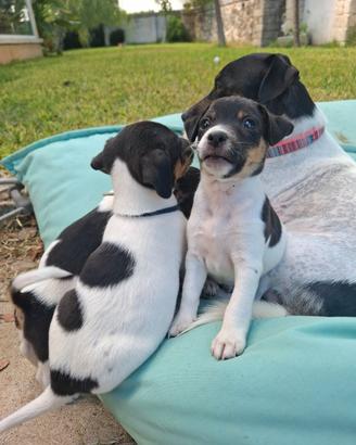 Cuccioli di jack russel