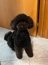 Barboncino per monta