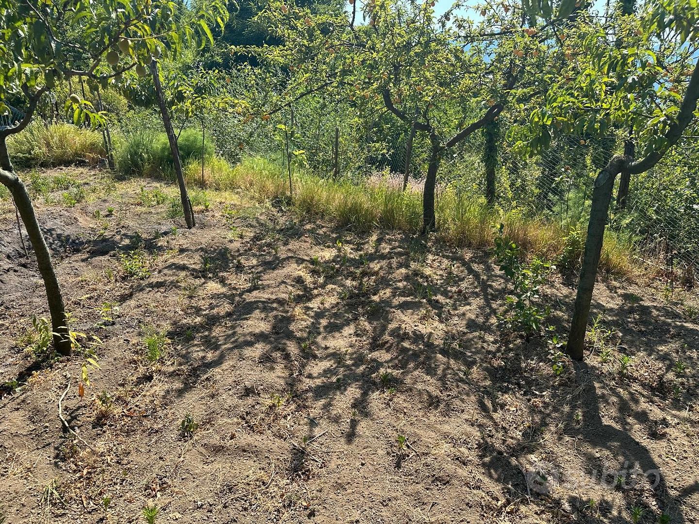 Terreno con deposito agricolo - Siano - Vista 2
