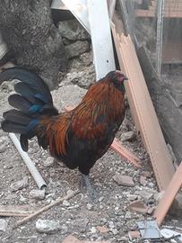Gallo oliver