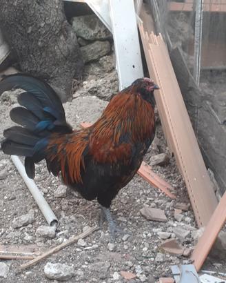 Gallo oliver