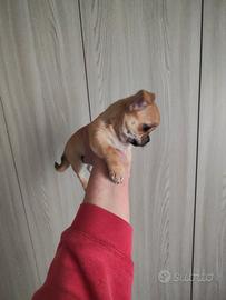 Cucciola di chihuahua