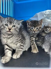 5 gattini tigrati in adozione