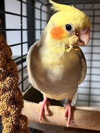 Calopsite allevata a mano