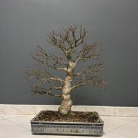 Bonsai di Acero Yamamomiji