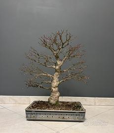 Bonsai di Acero Yamamomiji