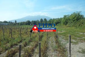 Terreno agricolo di 24.300 mq fronte strada