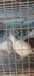 Quaglie