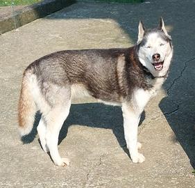 Siberian husky